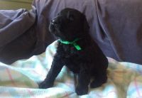 Black Russian Terrier Puppies for sale in Birmingham, AL, USA. price: NA