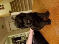 Black Russian Terrier Puppies for sale in Tacoma, WA, USA. price: NA