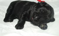 Black Russian Terrier Puppies for sale in Seattle, WA 98103, USA. price: NA