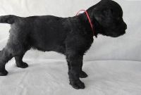 Black Russian Terrier Puppies for sale in San Bernardino County, CA, USA. price: NA