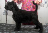 Black Russian Terrier Puppies for sale in Denver, CO 80229, USA. price: NA