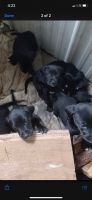 Black Russian Terrier Puppies for sale in Ionia, MI 48846, USA. price: NA