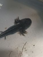 Black Salamander Amphibians Photos