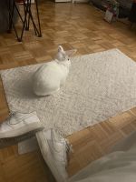 Blanc de Bouscat Rabbits for sale in New York, NY, USA. price: $10
