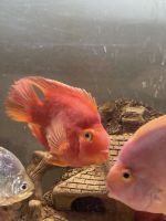 Blood Parrot Cichlid Fishes for sale in Santosh Nagar, Hyderabad, Telangana, India. price: 1200 INR