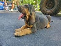 Bloodhound Puppies for sale in Goodview, VA 24095, USA. price: NA