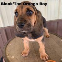 Bloodhound Puppies for sale in Mitchell, IN 47446, USA. price: NA