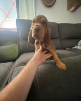 Bloodhound Puppies for sale in Glen Burnie, MD, USA. price: NA