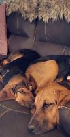 Bloodhound Puppies for sale in Glendale, AZ, USA. price: NA