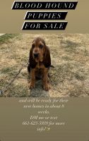 Bloodhound Puppies for sale in Taft, CA, USA. price: NA