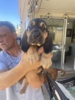 Bloodhound Puppies for sale in Henderson, NV, USA. price: NA