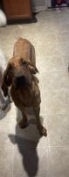 Bloodhound Puppies for sale in Clarksville, TN, USA. price: NA