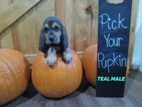 Bloodhound Puppies for sale in Buffalo, TX 75831, USA. price: NA