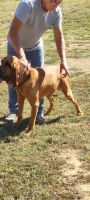 Bloodhound Puppies for sale in White Hall, IL 62092, USA. price: NA