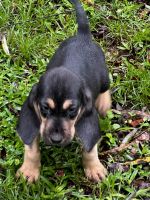 Bloodhound Puppies for sale in Ludowici, GA 31316, USA. price: NA