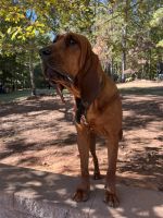 Bloodhound Puppies for sale in Spruce Creek, PA, USA. price: NA
