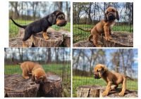 Bloodhound Puppies for sale in Cumby, TX 75433, USA. price: $750