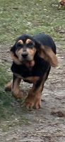 Bloodhound Puppies for sale in Live Oak, FL, USA. price: $400