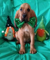 Bloodhound Puppies for sale in Tignall, Georgia. price: $1,000