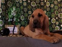 Bloodhound Puppies for sale in Richmond, Virginia. price: $1,000