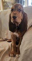 Bloodhound Puppies for sale in Jeromesville, Ohio. price: $300