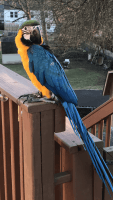 Blue-and-yellow Macaw Birds for sale in Jeannette, PA, USA. price: NA
