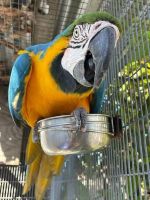 Blue-and-yellow Macaw Birds for sale in Ventura, CA, USA. price: NA