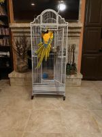 Blue-and-yellow Macaw Birds for sale in San Antonio, TX, USA. price: NA