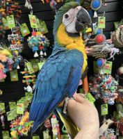 Blue-and-yellow Macaw Birds for sale in Garfield Ave, Loveland, CO 80538, USA. price: NA