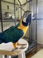 Blue-and-yellow Macaw Birds for sale in Woodbine, MD 21797, USA. price: NA