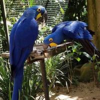 Blue-and-yellow Macaw Birds for sale in Carrollton, TX, USA. price: NA