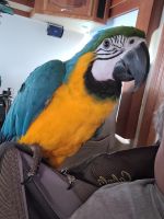 Blue-and-yellow Macaw Birds for sale in Mobile, AL, USA. price: NA
