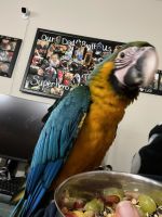 Blue-and-yellow Macaw Birds for sale in Lexington, KY 40515, USA. price: $2,000