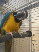 Blue-and-yellow Macaw Birds for sale in Louisville, KY, USA. price: $2,200