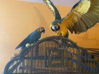 Blue-and-yellow Macaw Birds for sale in Yacolt, WA 98675, USA. price: $1,000