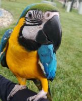 Blue-and-yellow Macaw Birds for sale in Saginaw, Michigan. price: $8,000