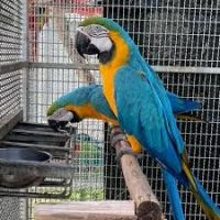 Blue-and-yellow Macaw Birds for sale in Almont, Michigan. price: $450