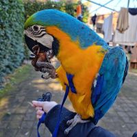 Blue-and-yellow Macaw Birds for sale in Columbus, Ohio. price: $2,000