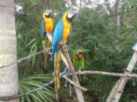 Blue-and-yellow Macaw Birds for sale in Richmond, Virginia. price: $2,000