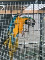 Blue-and-yellow Macaw Birds for sale in Charlotte, North Carolina. price: $698