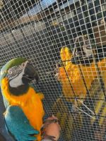 Blue-and-yellow Macaw Birds for sale in Columbia, South Carolina. price: $718