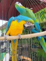 Blue-and-yellow Macaw Birds for sale in Nashville, Tennessee. price: $717