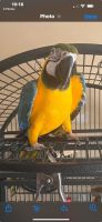 Blue-and-yellow Macaw Birds for sale in Williamsport, Indiana. price: $95,000