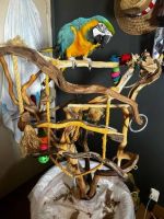 Blue-and-yellow Macaw Birds for sale in Philadelphia, Pennsylvania. price: $712