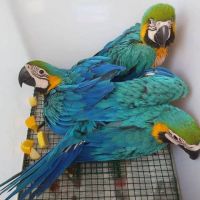Blue-and-yellow Macaw Birds for sale in Trenton, New Jersey. price: $950
