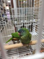 Blue Crown Conure Birds for sale in Fort Lauderdale, FL, USA. price: NA