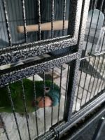 Blue Crown Conure Birds for sale in Amherst, OH, USA. price: NA