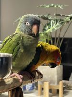 Blue Crown Conure Birds for sale in Tampa, FL, USA. price: NA