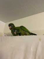 Blue Crown Conure Birds for sale in Bar Harbor, ME, USA. price: NA