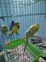 Blue-crowned Parakeet Birds for sale in JC Nagar 2nd Main Rd, Munireddypalya, J.C.Nagar, Bengaluru, Karnataka 560006, India. price: 4000 INR